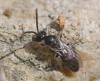 Lasioglossum sp.